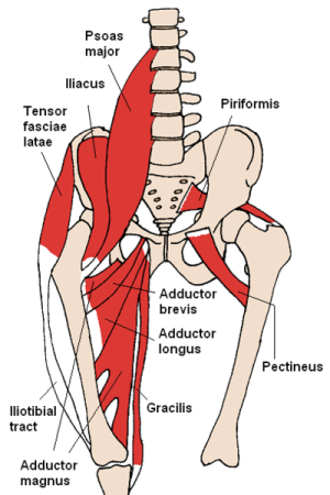 How to Keep Your Hip Flexors Healthy